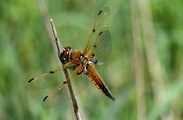 Dragonfly