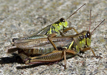 Sauterelle
