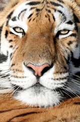 Tiger Portrait