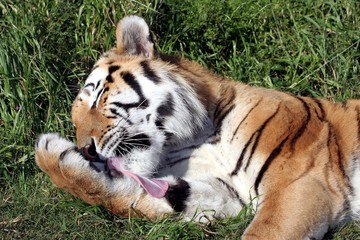 Tiger with long tongue