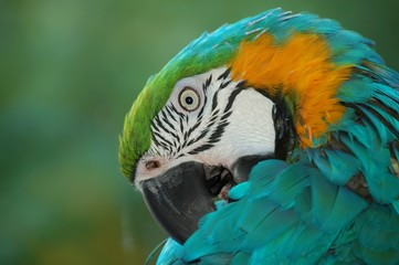 Obraz premium Parrot from the back