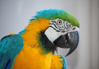 Parrot journalist