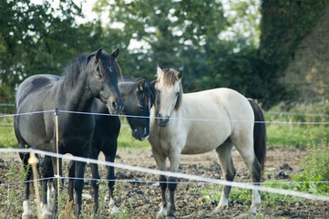 Fototapeta premium trois chevaux