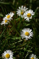 Fototapeta premium Gänseblümchen (Bellis perennis)