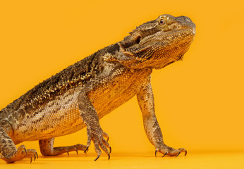bearded dragon