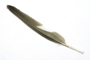 Feather with white background 2