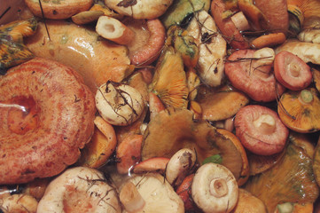 Fresh juicy mushrooms
