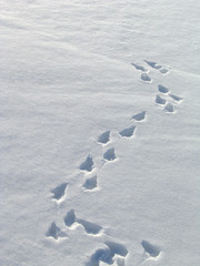 Snow track