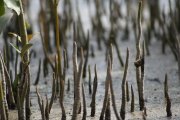 mangrove roots