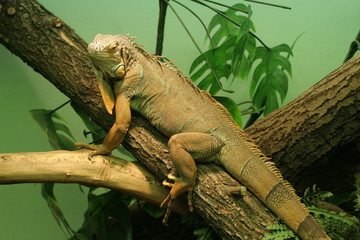 Chameleon on branch