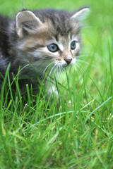 Obraz na płótnie Canvas Sight of a lovely kitten at a background of a green grass