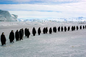 Papier Peint photo Lavable Pingouin Longue marche des Empereurs  (Antarctique)