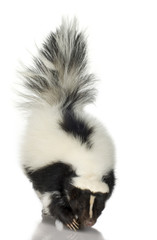 Naklejka premium Striped Skunk - Mephitis mephitis