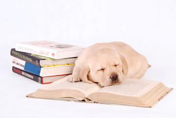 Sleeping labrador puppy with books
