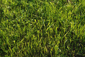 Grass 02