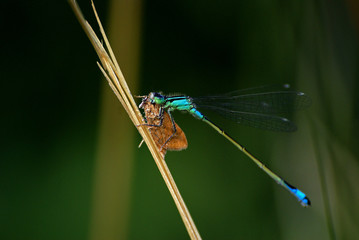 Damselfly