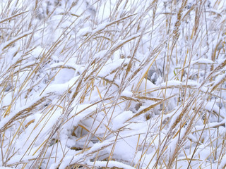 Fototapeta premium winter 3