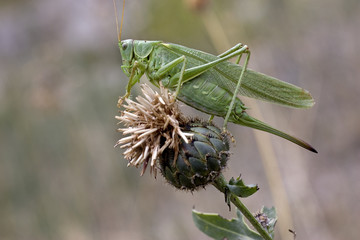 Sauterelle verte