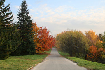 Autumn avenue