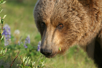 Fototapeta premium OURS GRIZZLY