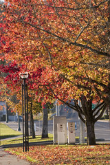 Naklejka premium Glorious autumn colors in a city park