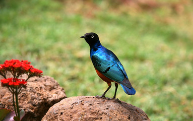 Blue Bird Of Africa