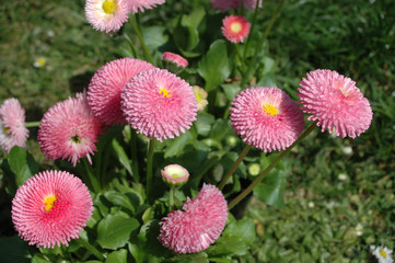 Pinke Gänseblümchen