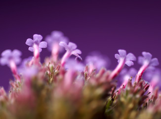 Detail of purple flower on purple background