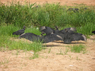 Geier, Urubú nehmen Sonnenbad