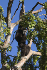 White-handed Gibbon (Lar)