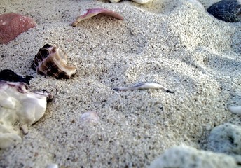 spiaggia