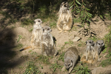 Slender Tailed Meerkat