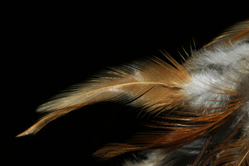 feather