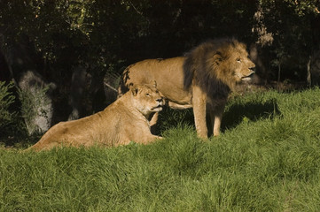 Lion and lioness