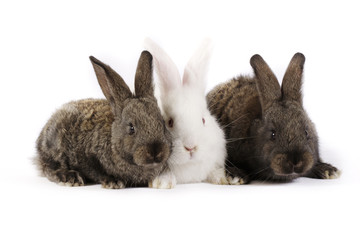 Rabbit