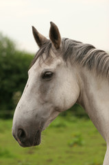 Fototapeta premium White horse