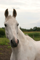Obraz na płótnie Canvas Curious grey horse