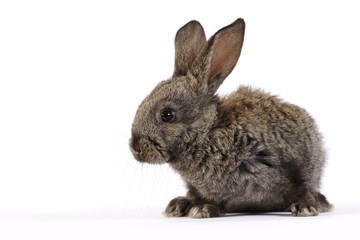 Rabbit