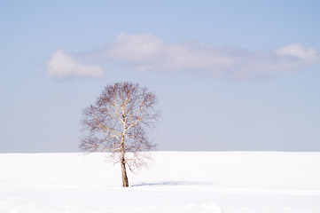 Fototapeta na wymiar winter solitude