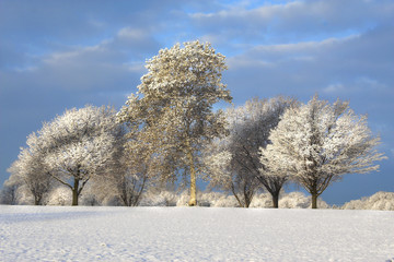 SNOWY TREES 
