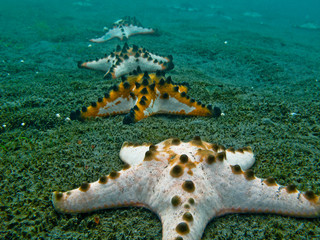 autoroute d'étoiles de mer