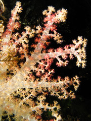 Fototapeta premium couleurs vives 4