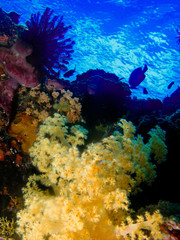 Fototapeta na wymiar podwodnym
