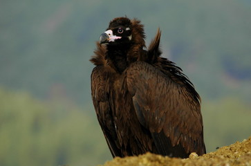 Cinereous Vulture