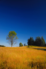 tree on meadow at sunny day