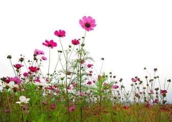 flower (Forest of Flowers )