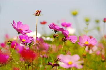 flower (Forest of Flowers )