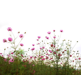 Obraz na płótnie Canvas flower (Forest of Flowers )