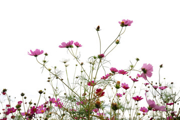 Obraz premium flower (Forest of Flowers )