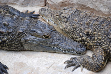 crocodile